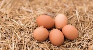 Dozen Chicken Eggs